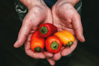 20 Organic Red MINI BELL PEPPER Sweet Mild Miniature Capsicum Annuum Vegetable Seeds