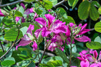 10 PURPLE ORCHID TREE Bauhinia Purpurea Camel's Foot Butterfly Flower Tree Hummingbird Seeds