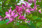 10 PURPLE ORCHID TREE Bauhinia Purpurea Camel's Foot Butterfly Flower Tree Hummingbird Seeds