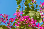 10 PURPLE ORCHID TREE Bauhinia Purpurea Camel's Foot Butterfly Flower Tree Hummingbird Seeds