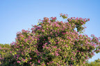 10 PURPLE ORCHID TREE Bauhinia Purpurea Camel's Foot Butterfly Flower Tree Hummingbird Seeds