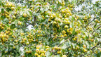 25 ANTONOVKA APPLE TREE Malus Pumila var. Antonovka Yellow Green Fruit Pink White Flower Seeds