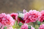 300 Organic ROSE PEONY POPPY Pink Papaver Peoniflorum Flower Seeds