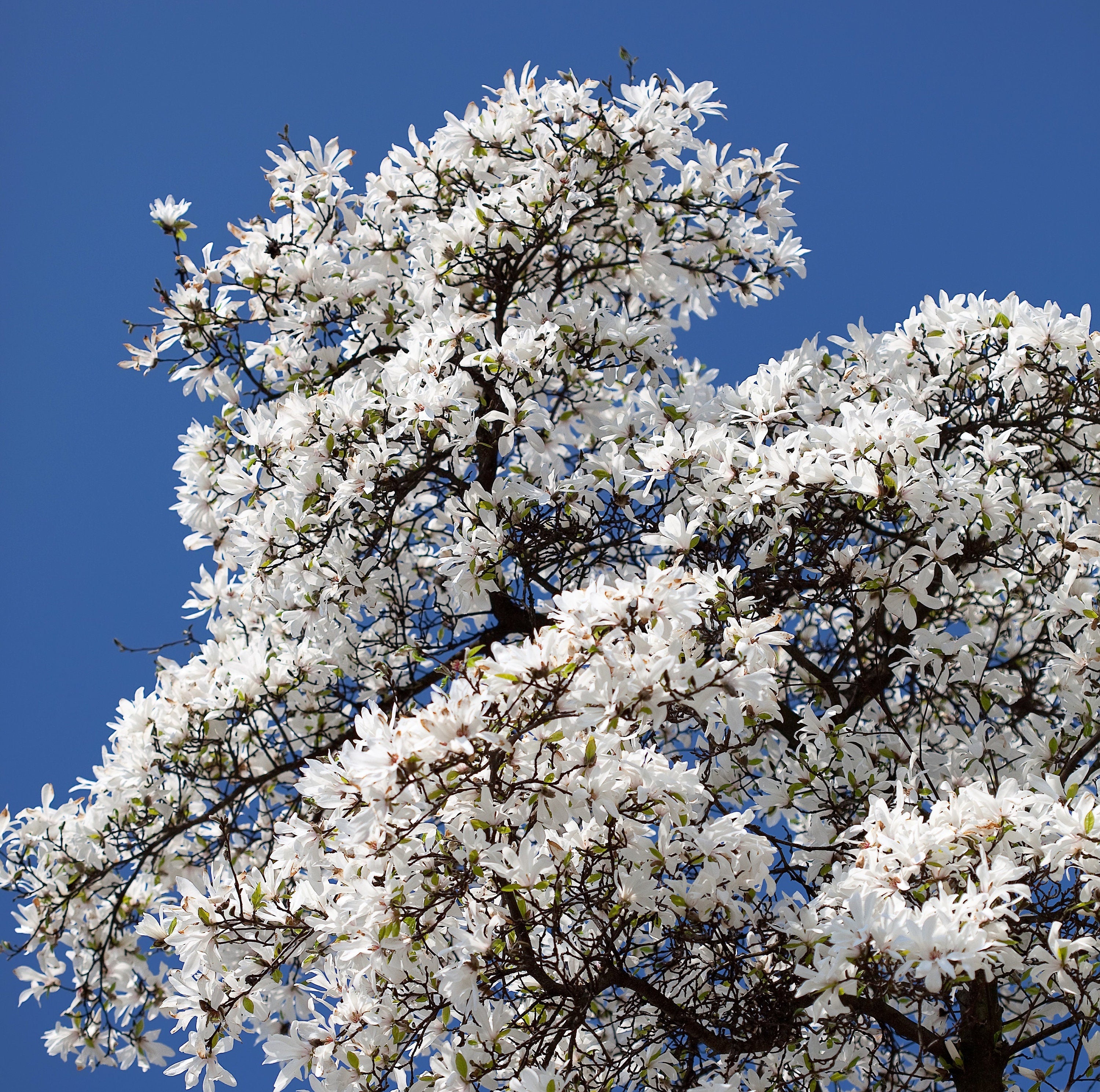10 KOBUS MAGNOLIA TREE aka Japanese Magnolia or Kobushi - White Pink 4" Fragrant Flower Seeds