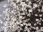 10 SWEETBAY MAGNOLIA Virginiana TREE Shrub Native Sweet Bay, White Bay, Laurel Magnolia - White 3" Fragrant Flower Seeds