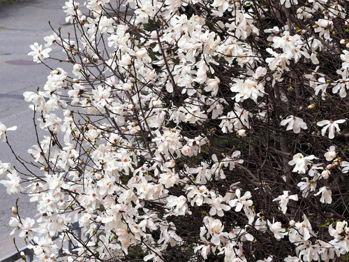 10 SWEETBAY MAGNOLIA Virginiana TREE Shrub Native Sweet Bay, White Bay, Laurel Magnolia - White 3" Fragrant Flower Seeds