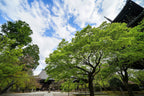 20 GREEN JAPANESE MAPLE Tree Ornamental Acer Palmatum Palmate Maple Yellow Fall Color Red Flower Seeds