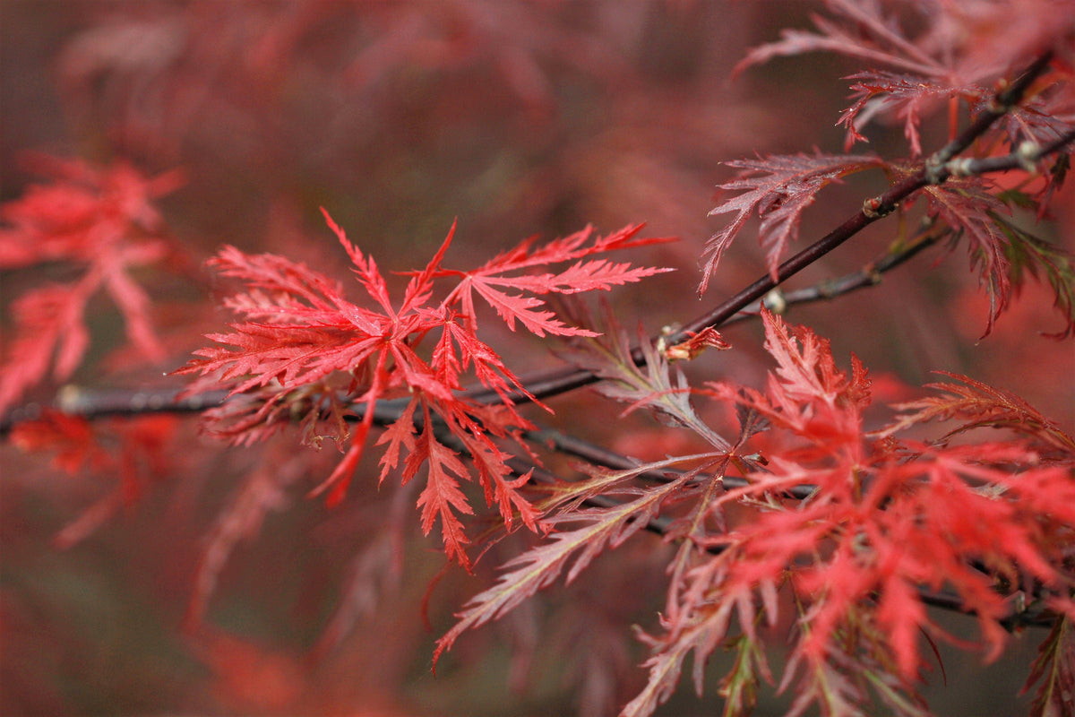 10 Red Dwarf Japanese LACELEAF MAPLE Tree Lace Blood Acer Palmatum Atropurpureum Dissectum Shrub Seeds