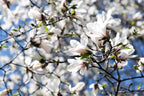 10 KOBUS MAGNOLIA TREE aka Japanese Magnolia or Kobushi - White Pink 4" Fragrant Flower Seeds