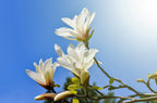 10 KOBUS MAGNOLIA TREE aka Japanese Magnolia or Kobushi - White Pink 4" Fragrant Flower Seeds