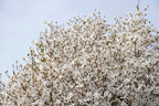 10 KOBUS MAGNOLIA TREE aka Japanese Magnolia or Kobushi - White Pink 4" Fragrant Flower Seeds