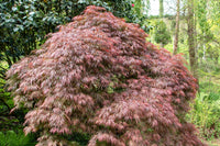 10 Red Dwarf Japanese LACELEAF MAPLE Tree Lace Blood Acer Palmatum Atropurpureum Dissectum Shrub Seeds