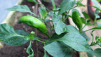 25 GIANT ACONCAGUA PEPPER Up to 12" Long Caspsicum Annuum Green Yellow Orange Red Vegetable Seeds
