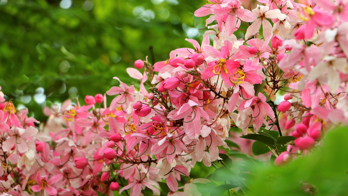 5 PINK SHOWER TREE Cassia Javanica aka Rainbow Shower & Apple Blossom Tree Two Tone Pink, White, Yellow Flower Seeds