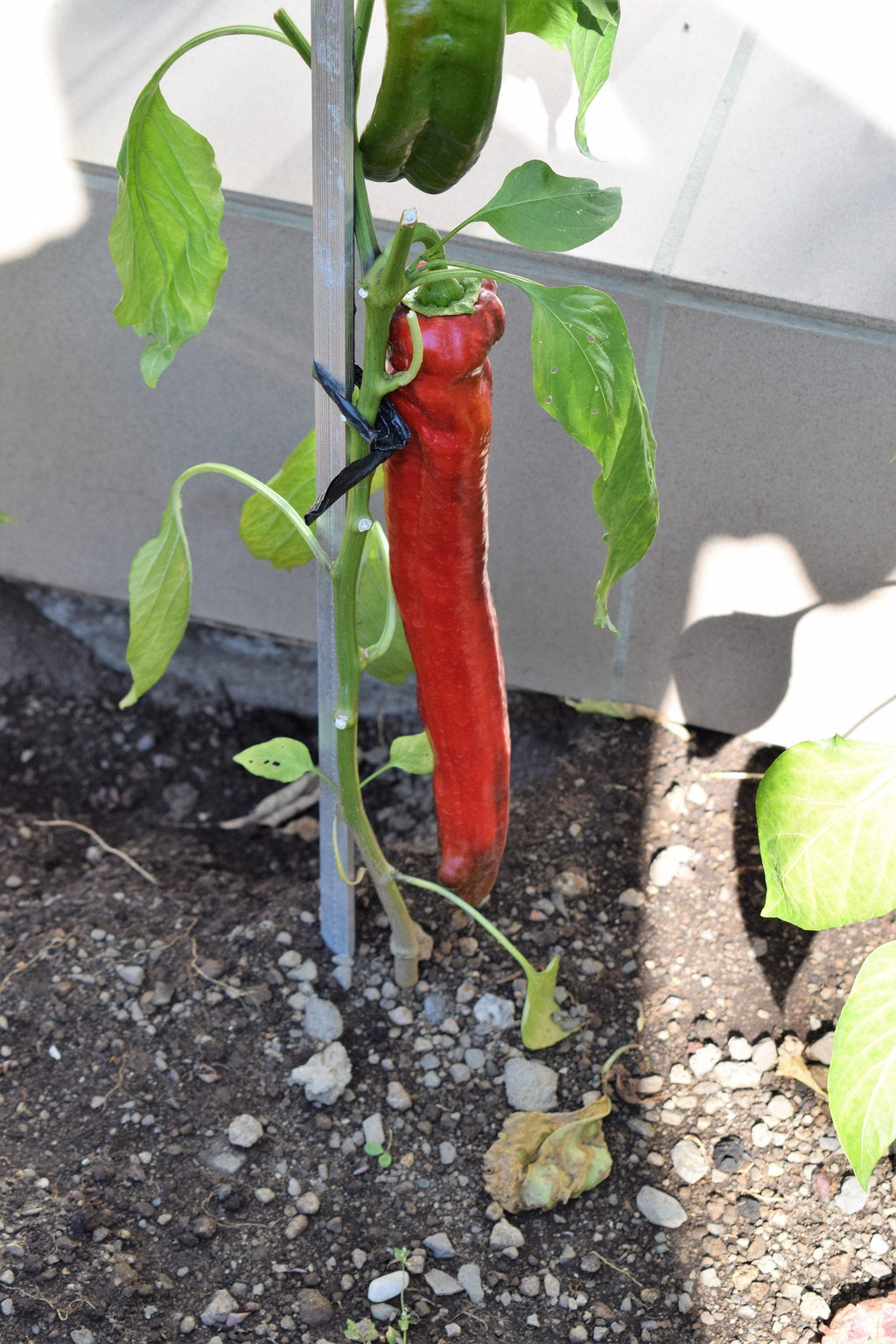 25 GIANT ACONCAGUA PEPPER Up to 12" Long Caspsicum Annuum Green Yellow Orange Red Vegetable Seeds