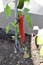 25 GIANT ACONCAGUA PEPPER Up to 12" Long Caspsicum Annuum Green Yellow Orange Red Vegetable Seeds