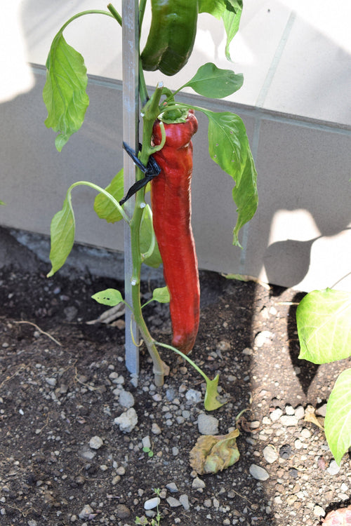 25 GIANT ACONCAGUA PEPPER Up to 12" Long Caspsicum Annuum Green Yellow Orange Red Vegetable Seeds