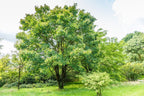 10 AMUR MAACKIA Cladrastis Amurensis Tree Ornamental White Flower Legume Seeds