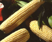 Illini Xtra-Sweet (yellow sh2) Hybrid Sweet Corn Seeds