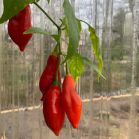 Thumbnail for Pasilla Mixe Chili or Pasilla de Oaxaca - Seeds