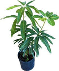 Pina Collada Mango Tree Grafted