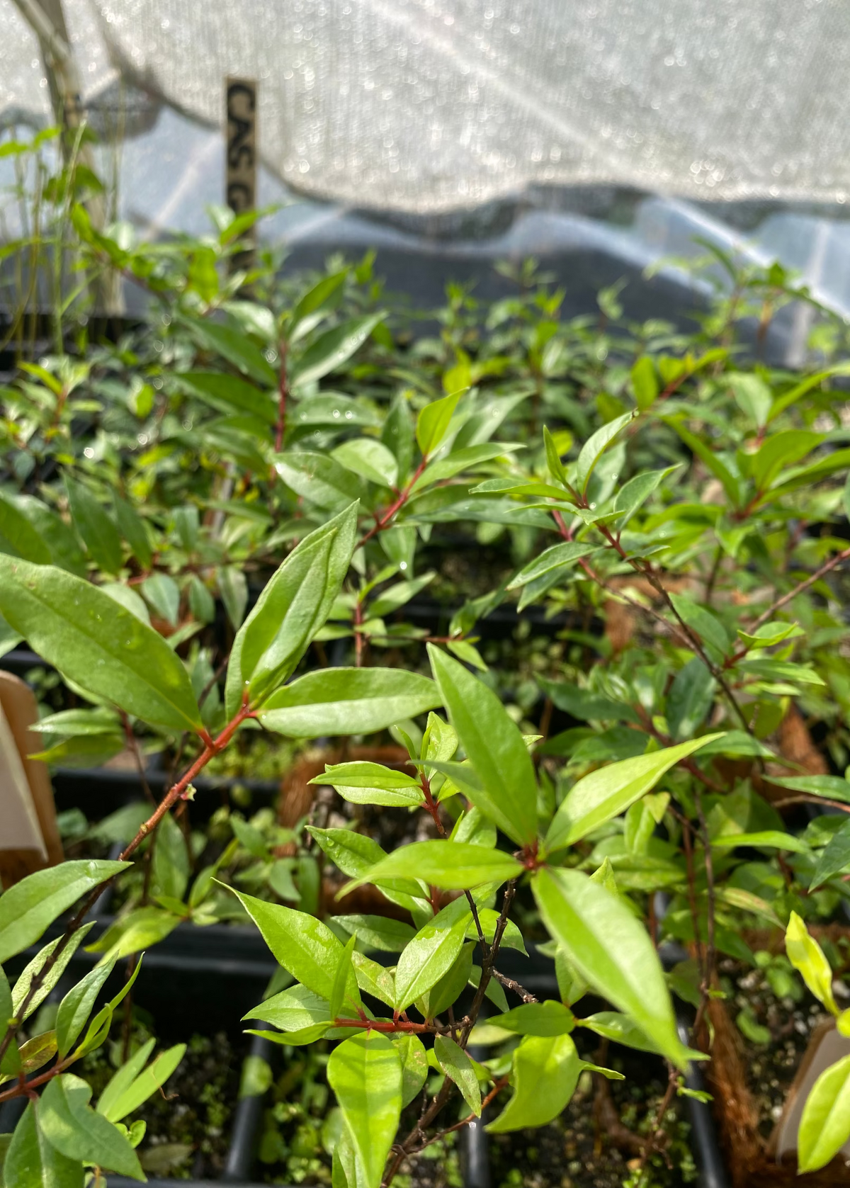 Cas Guava, Costa Rican Guava (Psidium friedrichsthalianum)