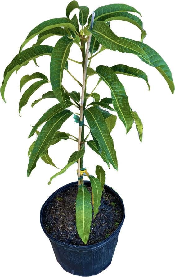 Cabeza, Man's Head, Mango Tree, Grafted