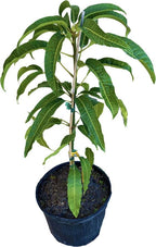 Cabeza, Man's Head, Mango Tree, Grafted