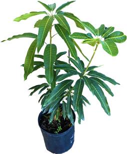 Julie Mango tree Dwarf Grafted
