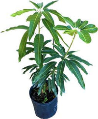 Julie Mango tree Dwarf Grafted