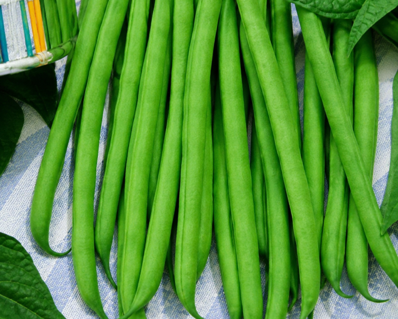 Improved Tendergreen Bean