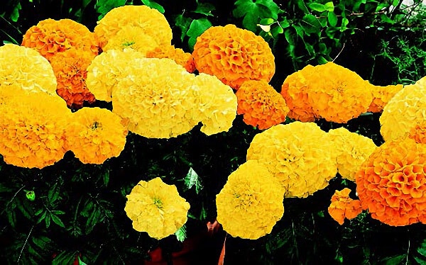 Inca II Hybrid Mix Marigold Seeds