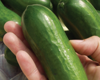 Iznik Hybrid Cucumber Seeds