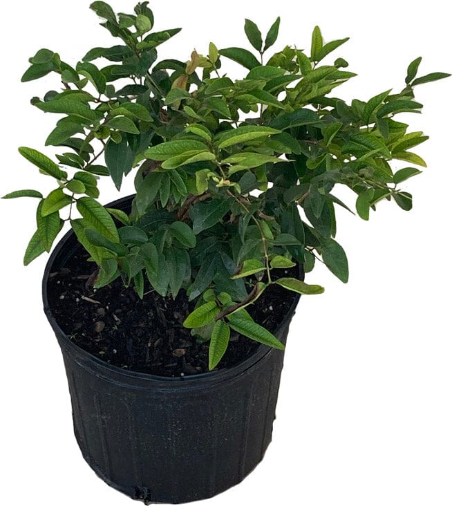 Red Dwarf Jaboticaba Tree, Hybrid