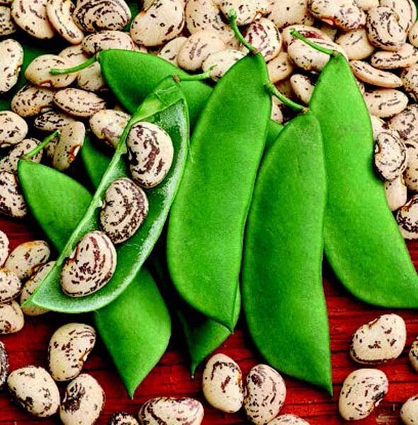 Jackson Wonder Bean