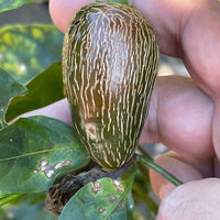 Jalapeño Traveler - Seeds - The Pepper Pantry (Formerly Marie Sharp's)