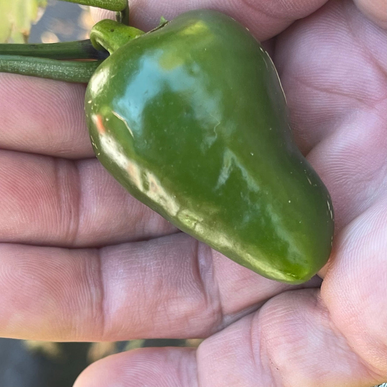 Jalapeño Traveler - Seeds - The Pepper Pantry (Formerly Marie Sharp's)