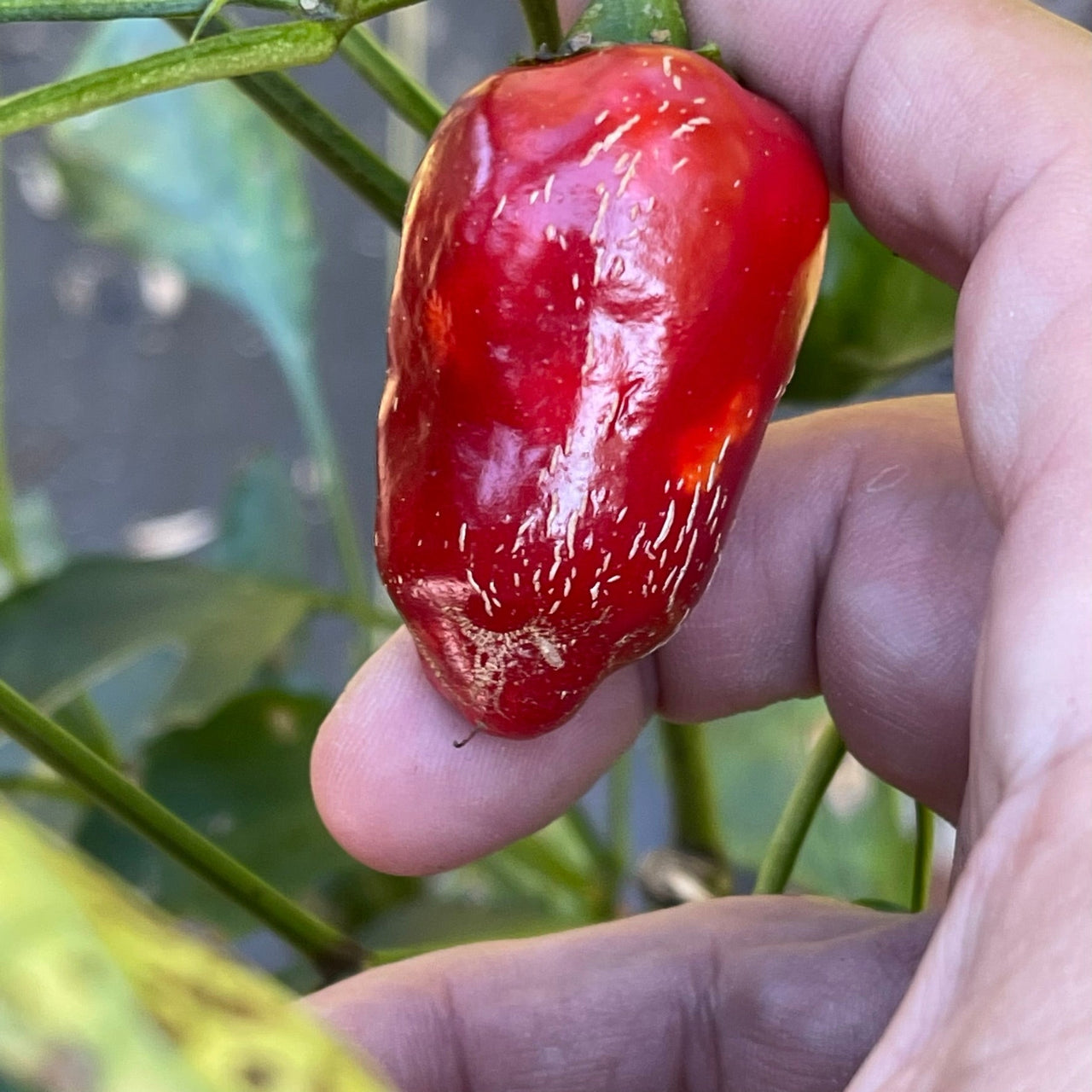 Jalapeño Traveler - Seeds - The Pepper Pantry (Formerly Marie Sharp's)