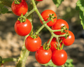 Jasper Hybrid Tomato Seeds