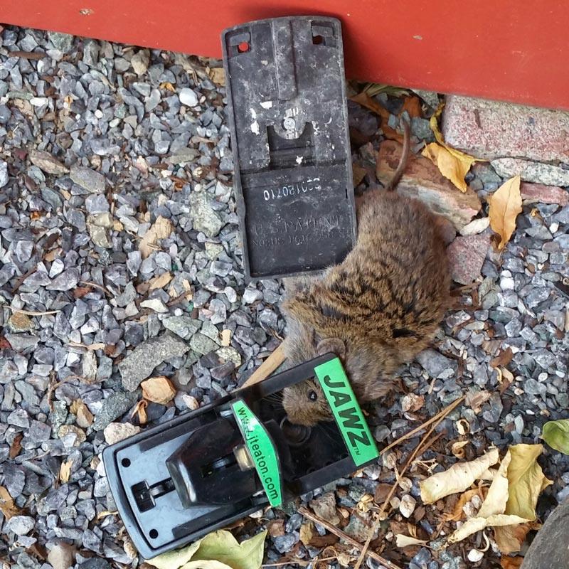 Jawz Mouse Trap