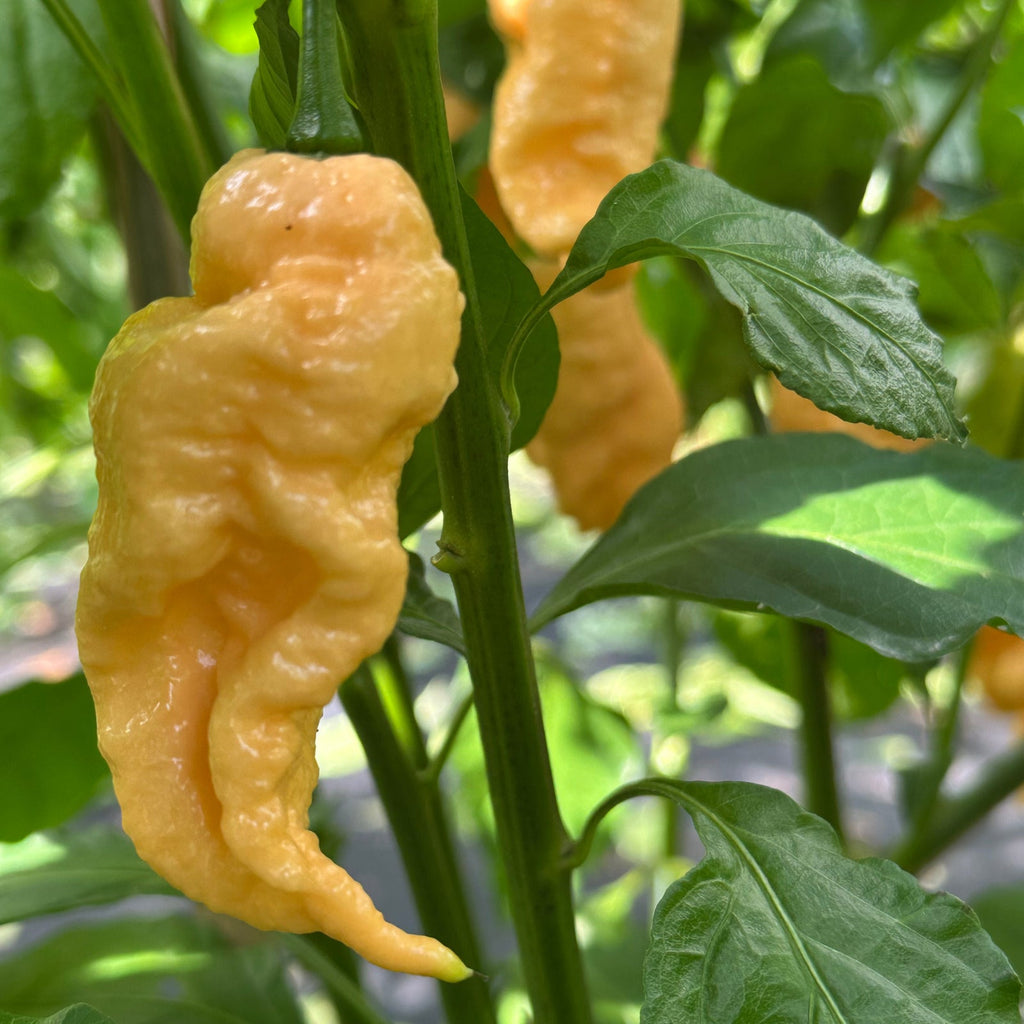 Jay's Peach Ghost Scorpion Pepper Seeds