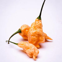 Jay's Peach Ghost Scorpion Pepper Seeds - The Pepper Pantry (Formerly Marie Sharp's)