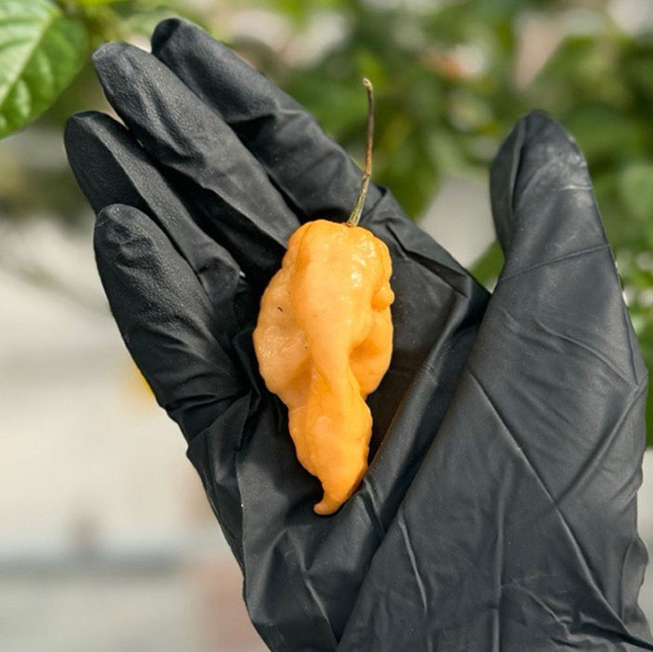 Jay's Peach Ghost Scorpion Pepper Seeds - The Pepper Pantry (Formerly Marie Sharp's)