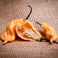 Jay's Peach Ghost Scorpion Pepper Seeds - The Pepper Pantry (Formerly Marie Sharp's)