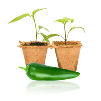 Jedi Jalapeno Pepper Plants - The Pepper Pantry (Formerly Marie Sharp's)