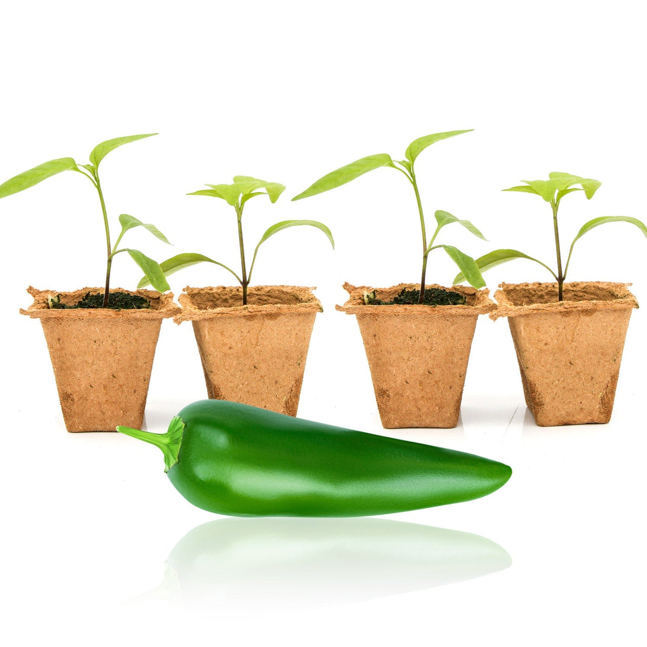 Jedi Jalapeno Pepper Plants - The Pepper Pantry (Formerly Marie Sharp's)