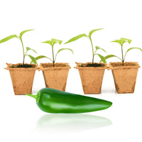 Jedi Jalapeno Pepper Plants - The Pepper Pantry (Formerly Marie Sharp's)