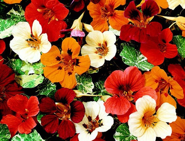 Jewel of Africa Nasturtium Seeds