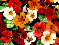 Jewel of Africa Nasturtium Seeds