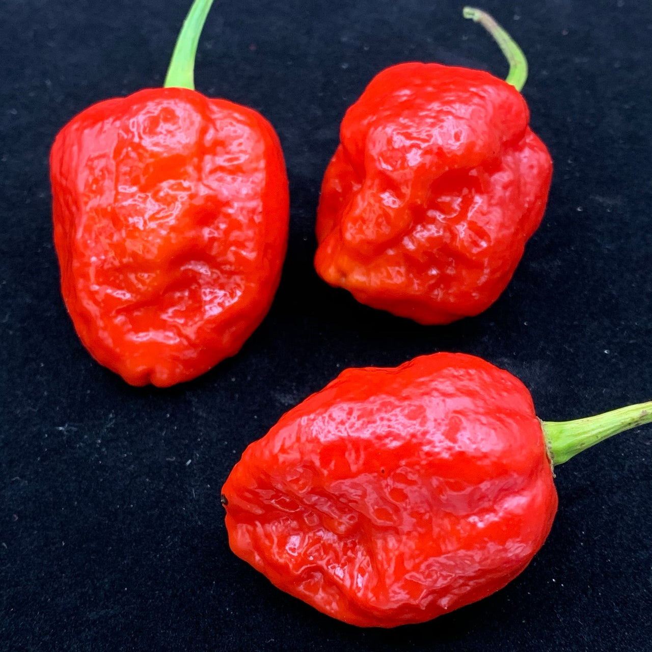 Jigsaw x Moruga - Seeds - The Pepper Pantry (Formerly Marie Sharp's)